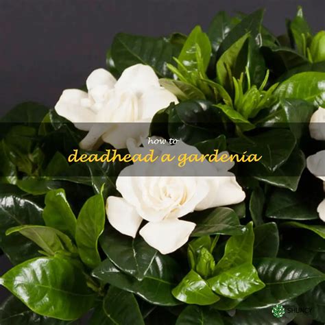 do you deadhead gardenias.